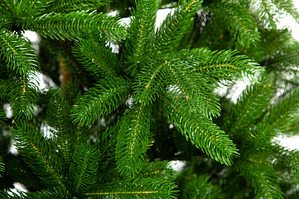 Ель CRYSTAL TREES ОЛИВИЯ 215 см. KP23215